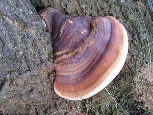 Schimmels en zwammen en div. op bomen