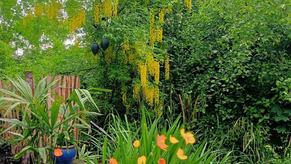 Aanplanten - Boomverzorging Westerwolde
